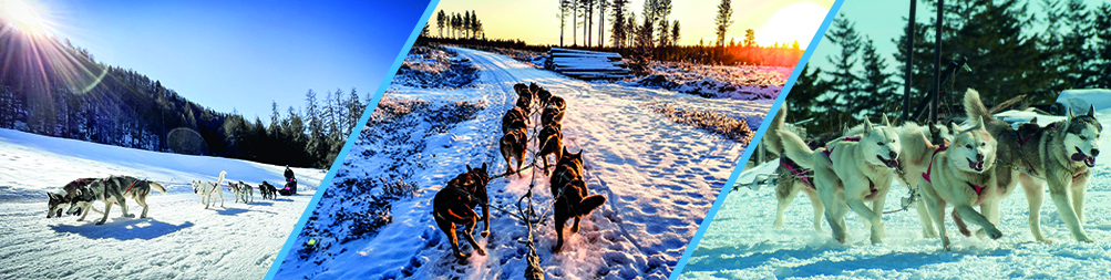 cap-juniors-chiens-de-traineaux