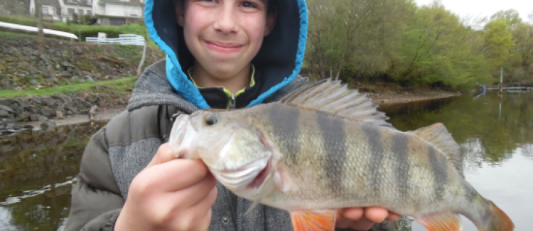 Pêchde la perche au drop shot