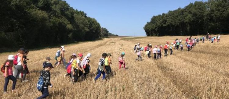 promenade dans les champs de blé