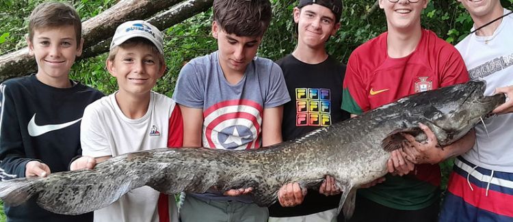 Pëche du silure aux pellets