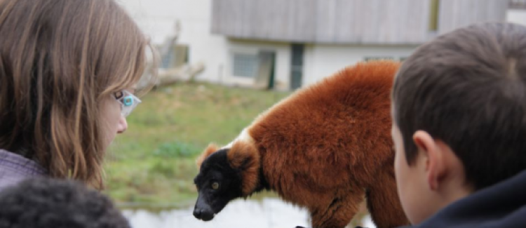 La vall&#2013265929;e des singes