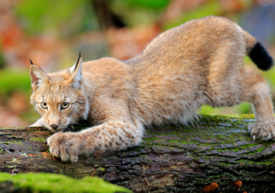 EcoZonia: Dans l'intimité des prédateurs
