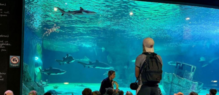 ocearium, poissons, découverte, aquarium, requins