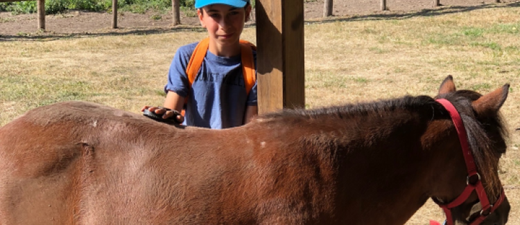 Soins des chevaux