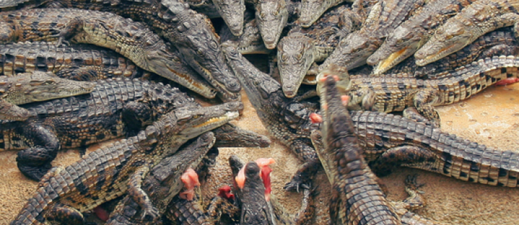 Le nourissage des crocodiles