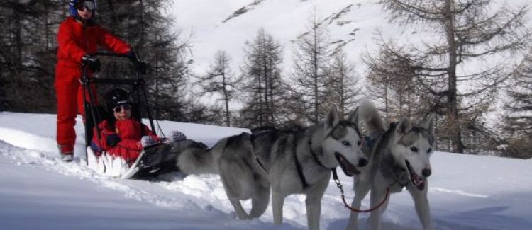 chiens de traineaux