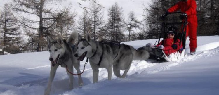 Chiens de traineaux