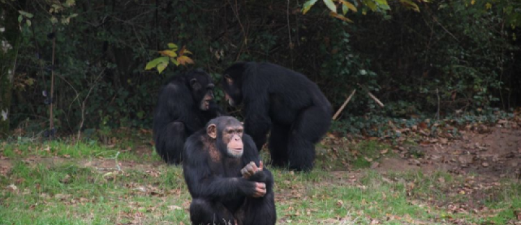 La vall&#2013265929;e des singes - 2