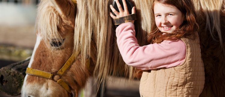 Soins des chevaux