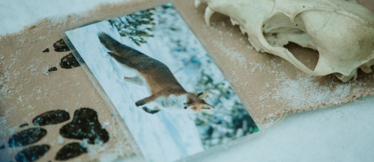 Faune sauvage du Vercors ETERPA