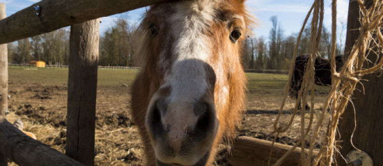 Découverte du poney