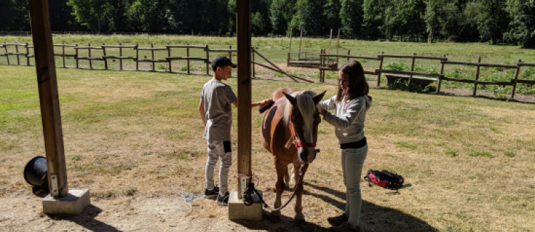 Soins des chevaux