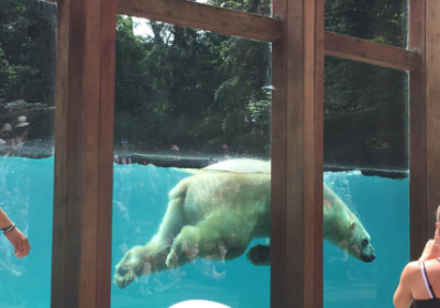 MA COLO AUX ZOOS (Automne)