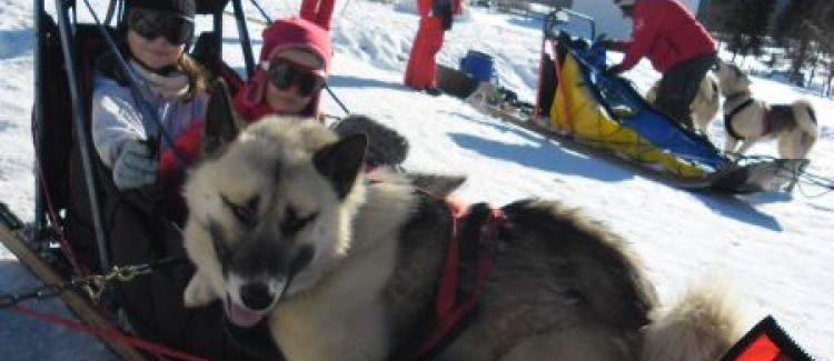 chien de traineau