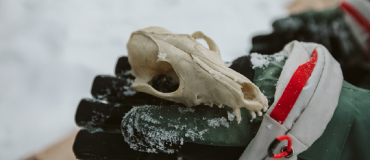 Faune sauvage du Vercors ETERPA